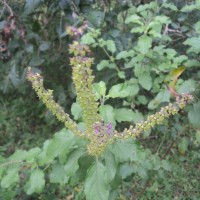 Ocimum tenuiflorum L.